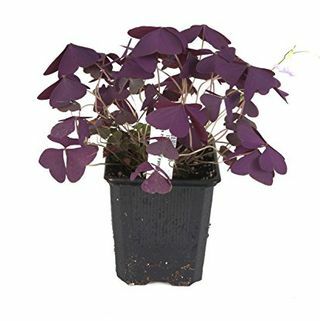 Violetas šamota augs 