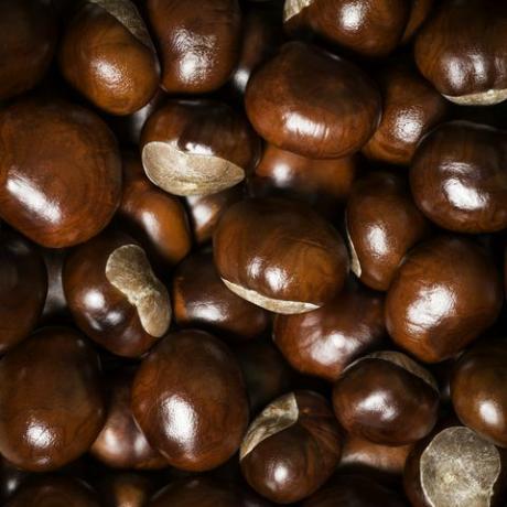 brūns conkers fons