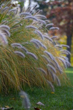 pennisetum alopecuroides hameln kultivēta lapsastes strūklakas zāle, kas aug parkā, skaists dekoratīvs rudens strūklaku ķekars