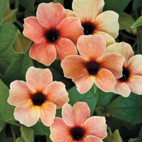 Thunbergia alata 'Āfrikas saulriets'