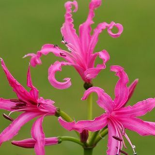 Nerine bowdenii 'Isabel'