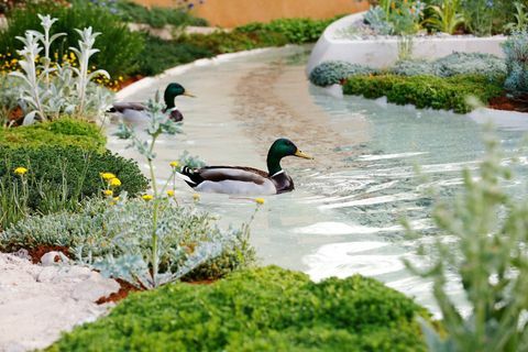 Pīles peldējas pa ūdens īpašībām Dubaijas Majlis dārzā RHS Chelsea ziedu izstādē Londonā, otrdien, 2019. gada 21. maijā.