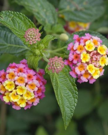 tropiskā auga lantana camara ziedi, kas pazīstami arī kā Spānijas karogs vai Rietumindijas lantana Meksika