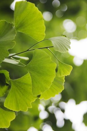 Ginkgo biloba lapas