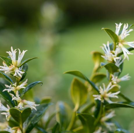 apmales augi, tuvplāns, dēļ, ziedi, dzeršana uz vietas, la, salduma kaste, sarcococca, confusa, krūms