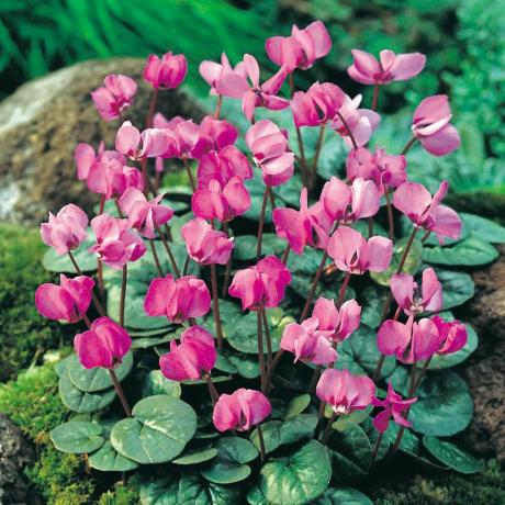 Cyclamen Coum (13–15 cm spuldzes)