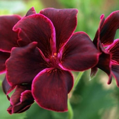 Pelargonijs 