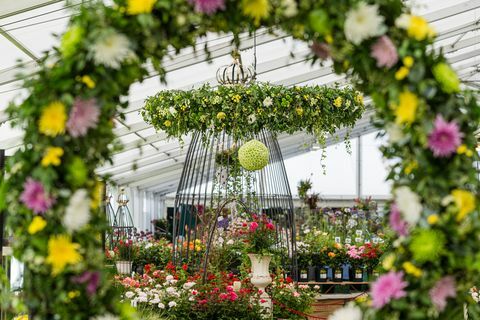 Tatton Park ziedu izstāde 2019. gads: Chrysanthemums Direct uzstāsies kā Master Grower audzētava