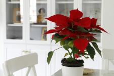 Poinsettia aprūpe: viss, kas jāzina par Ziemassvētku ziedu