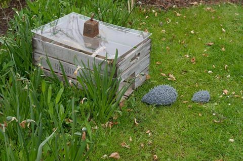 RHS Harlow Carr, Ziemeļjorkšīrā, tika atklāts pirmais pastāvīgais Hedgehog Street dārzs Lielbritānijā.