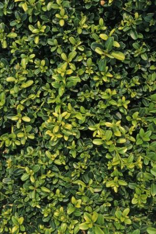 Buxus sempervirens 'Kingsville Dwarf', šķirne ar zaļu līdz dzeltenu lapu pārpilnību