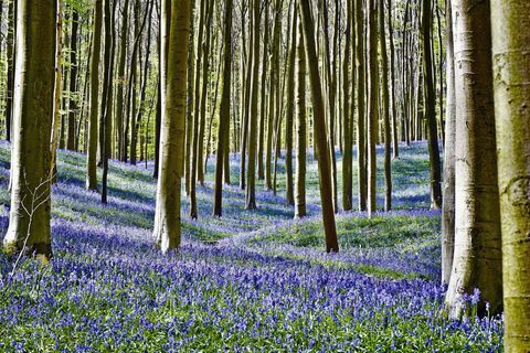 Hallerbos