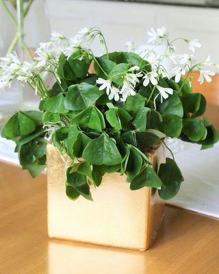 Oxalis Regnellii Pot O' Gold Gift Lucky Shamrocks