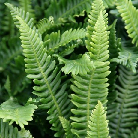 Blechnum pikants