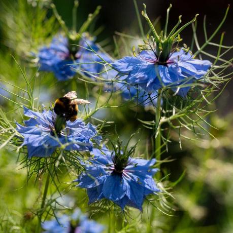 nigella damascena, kas aug angļu dārzā, bite ir nolaidusies uz viena zieda