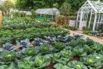 RHS Hampton: Kā izveidot savu dārzu bez rakšanas