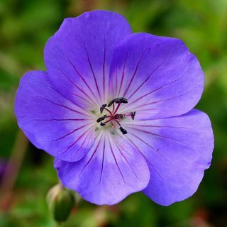 Geranium ROZANNE (“Gerwat”)