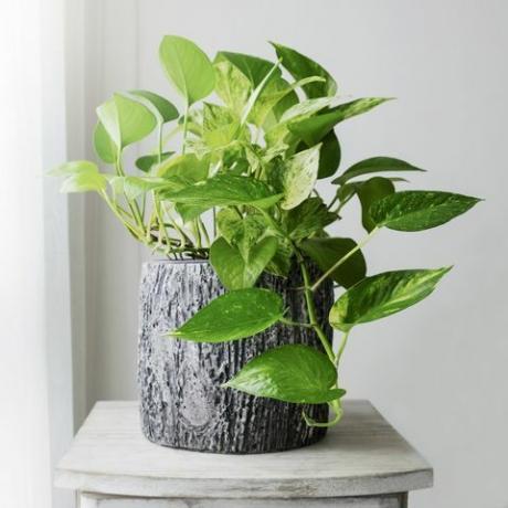 zelta pothos vai epipremnum aureum pie loga guļamistabas mājās un dārzā