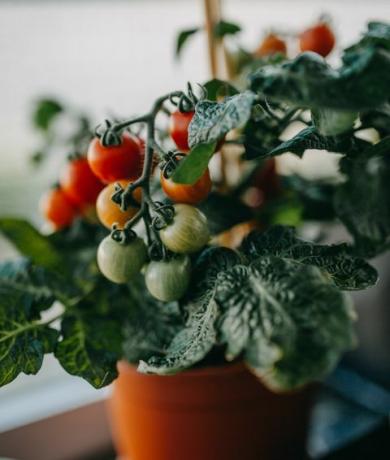 tomātu audzēšana, kā audzēt tomātus