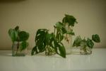 Ultimate Philodendron augu kopšanas un augšanas ceļvedis
