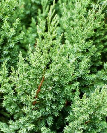 skaistu zaļo juniperus chinensis stricta lapu raksts dārza dizains un ainavas selektīvs fokuss