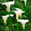 Labākie balto puķu augi: baltas apmales vai balta dārza stādīšana