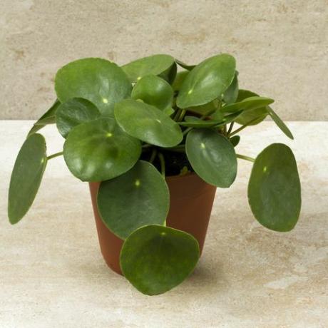 Pilea peperomioides, naudas augs pot. Viens augs, bēšs fons.