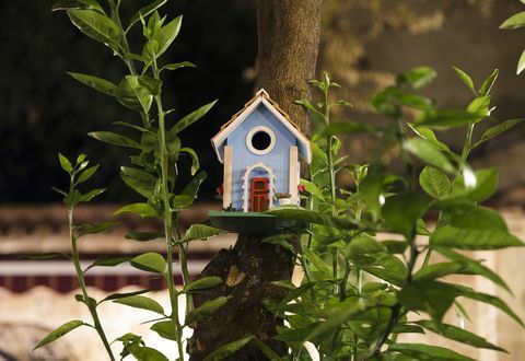 Putnu māja uz koka