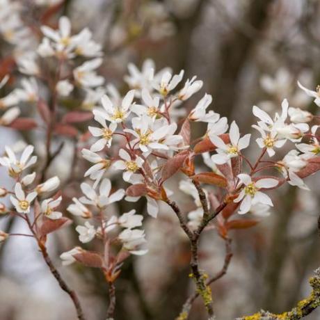 tuvplāns, dēļ, gluda, serviceberry, amelanchier, laevis, flowers, pa, bloom