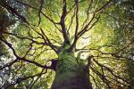 Vudlendas trests aicina 1 miljonu cilvēku stādīt kokus