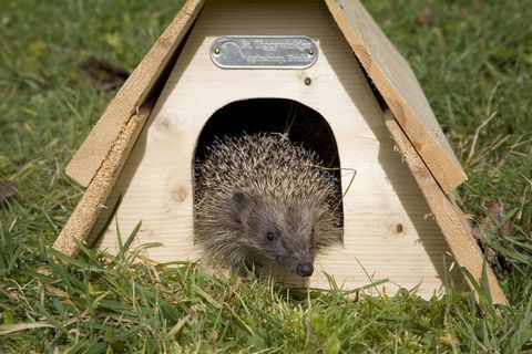 Ezis (Erinaceus europaeus) atstājot dārza ligzdas kasti, Haddenham, UK