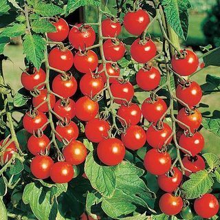 Tomāts “Suncherry Premium”