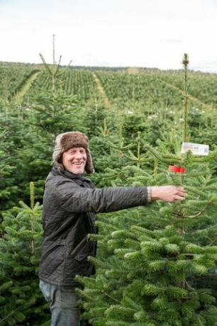 Waitrose pārdod milzu 9 pēdu Ziemassvētku eglītes, jo tās gatavojas kuplākajām koku pārdošanas dienām