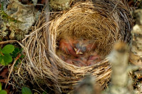 Sarkangrauža ligzda - Turdus iliacus, strazdu dzimtas putns, Turdidae, dzimtene Eiropā un Āzijā, nedaudz mazāks par saistīto dziesmu strazdu