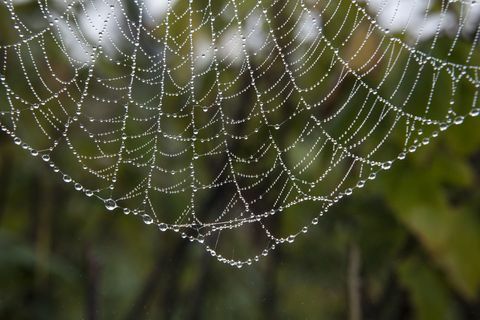 Zirnekļu tīkli, kas pārklāti ar rasu, pilieni uz piešķīrumu vai dārzu agrā rīta saulē.