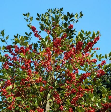 ilex aquifolium holly vai Eiropas holly