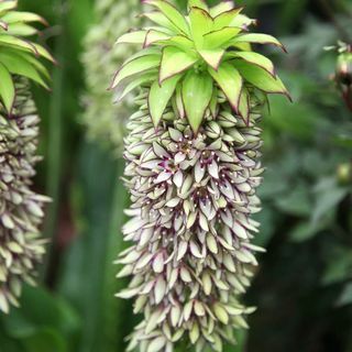 Eucomis bicolor | ananāsu lilijas sīpoli