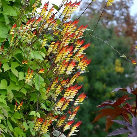 Ipomoea lobata, Spānijas karogs