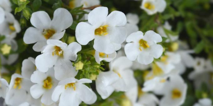 dekoratīvie bacopa ziedi latīņu nosaukums chaenostoma cordatum