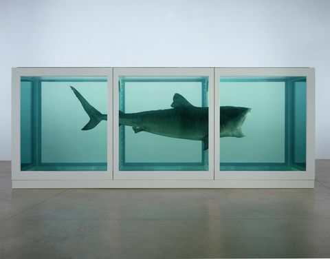 Damien Hirst haizivs foto