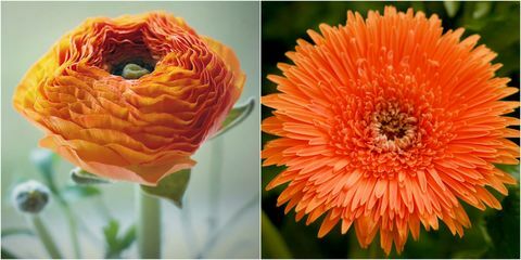 Apelsīnu ziedi: apelsīnu Ranunculus un apelsīnu Gerbera