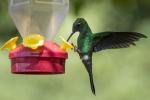 Kā piesaistīt kolibri