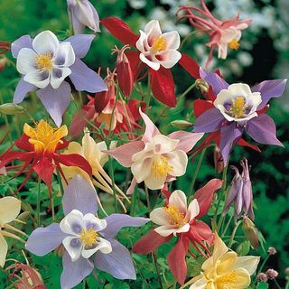 Aquilegia 'Pretty Bonnets Mix' (sēklas)