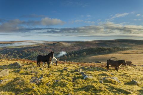 Dartmoor poniji