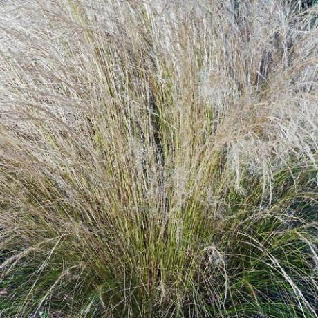 Dekoratīvās zāles, meksikāņu spalvu zāle Nassella tenuissima, ko sauc par finestem Needlegrass, smalkas lapas Nassella un Argentīnas adatu zāle