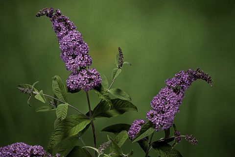 Buddleja davidii (apelsīnu acu tauriņš, vasaras ceriņi)