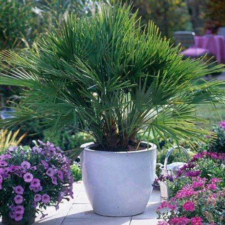 Hardy Fan Palm Chamaerops Humilis