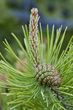 Lodgepole priede (Pinus contorta) ar nenobriedušu sieviešu sēklu konusu