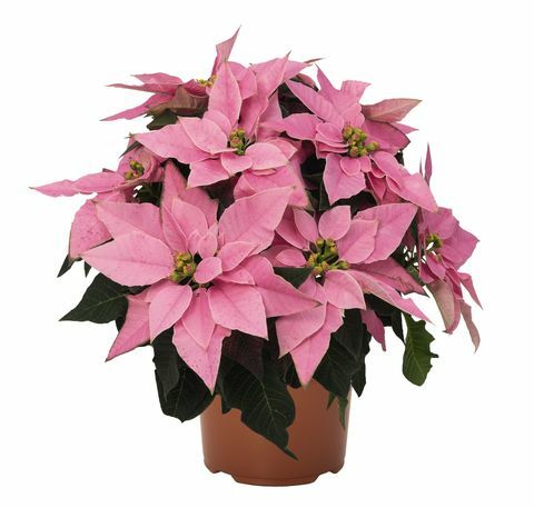 Wyevale dārza centri laiž klajā ekskluzīvu Poinsettia - Millennial pink