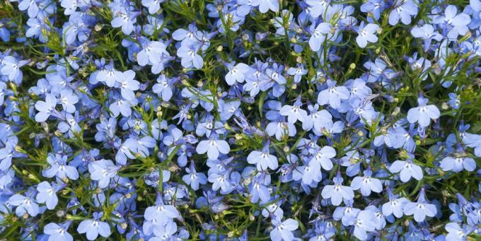 stādi, zils kardināls zieds lobelia cardinalis